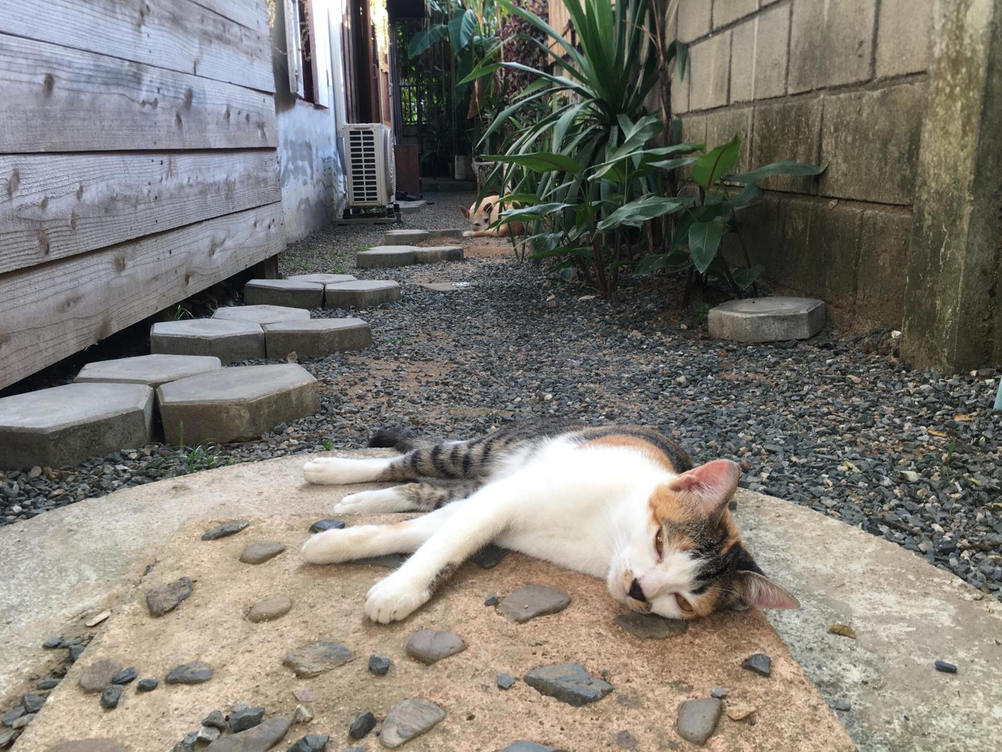 Imchai 빠이 외부 사진